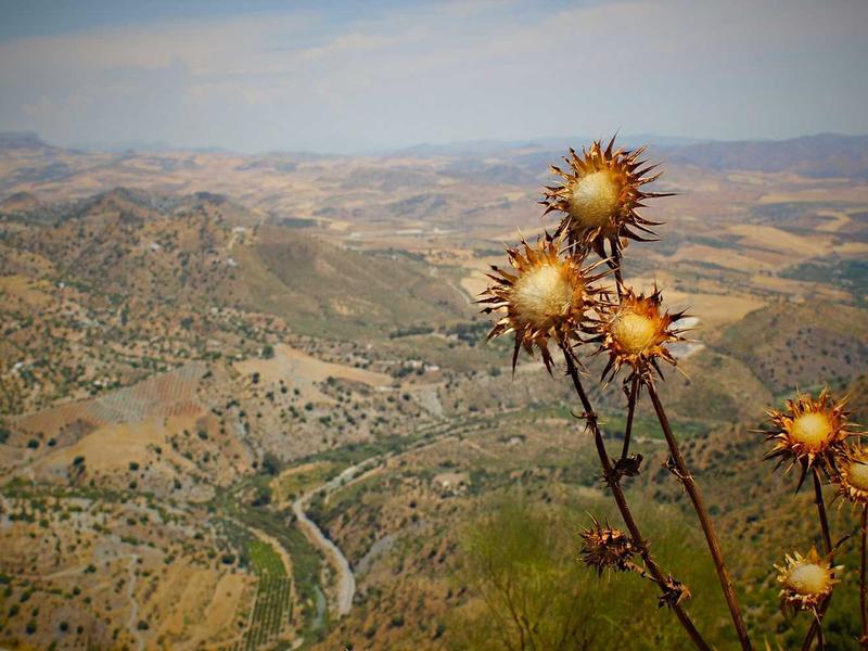 CortanIvelsAl La Romana